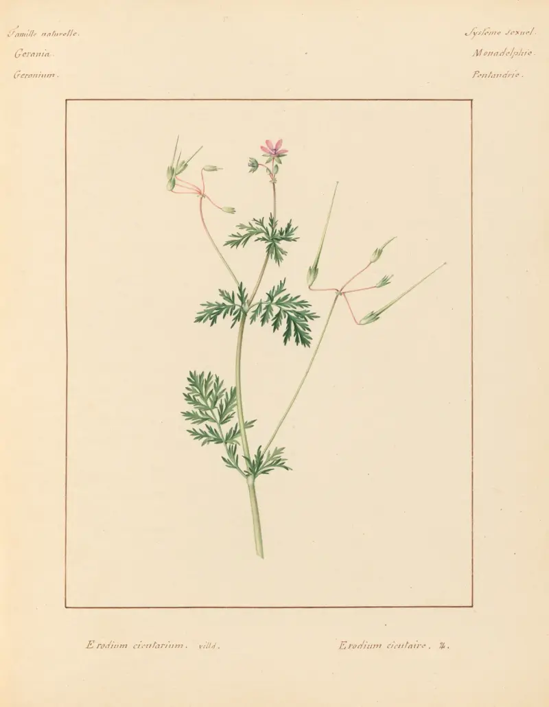 Plantes des environs de Paris Pl.029 av Pierre Jean François Turpin