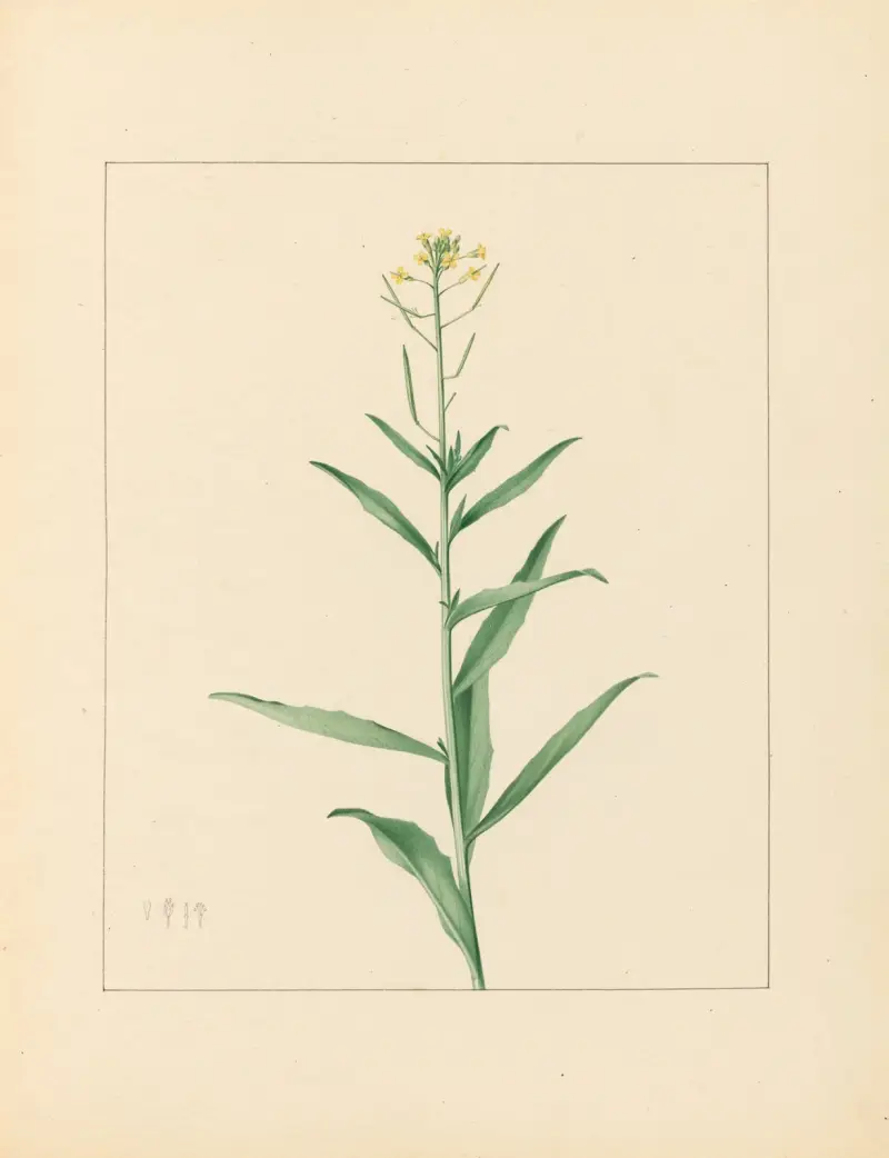 Plantes des environs de Paris Pl.030 von Pierre Jean François Turpin