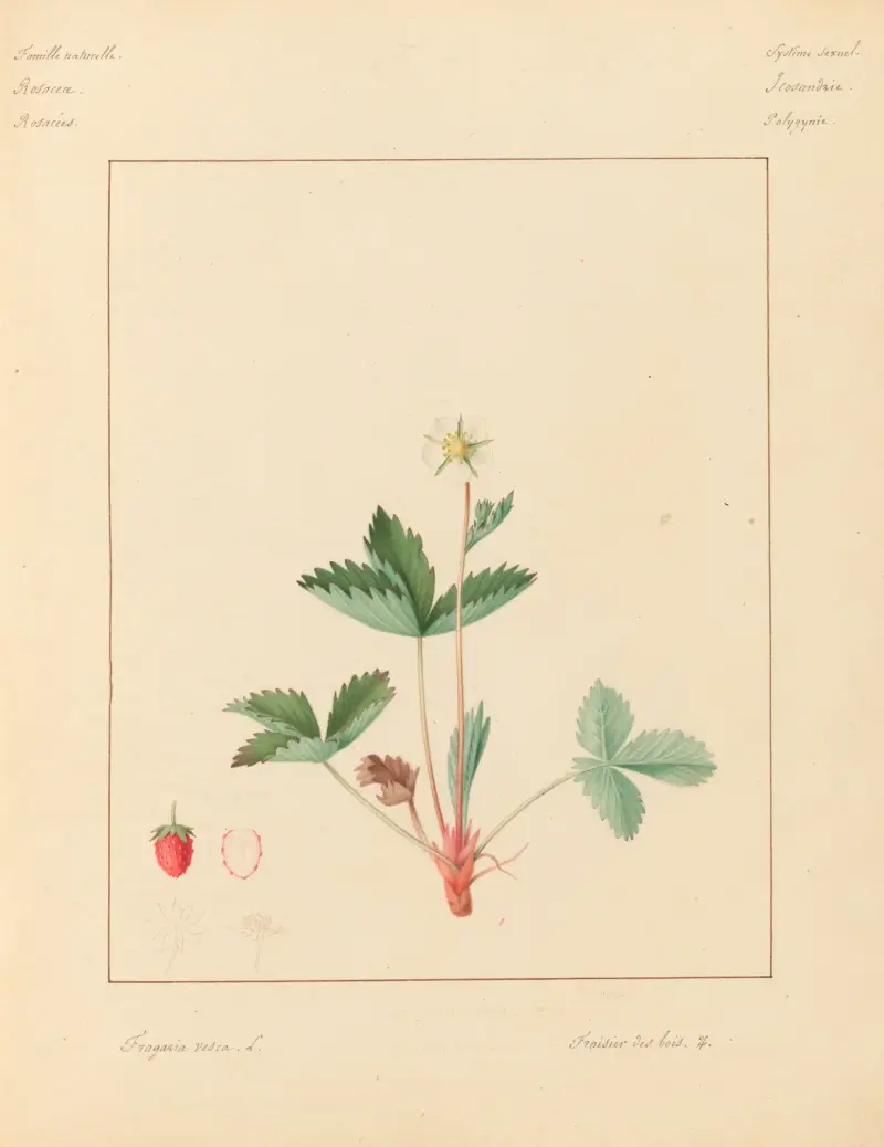 Pflanzen aus der Umgebung von Paris, Tafel 031 von Pierre Jean François Turpin