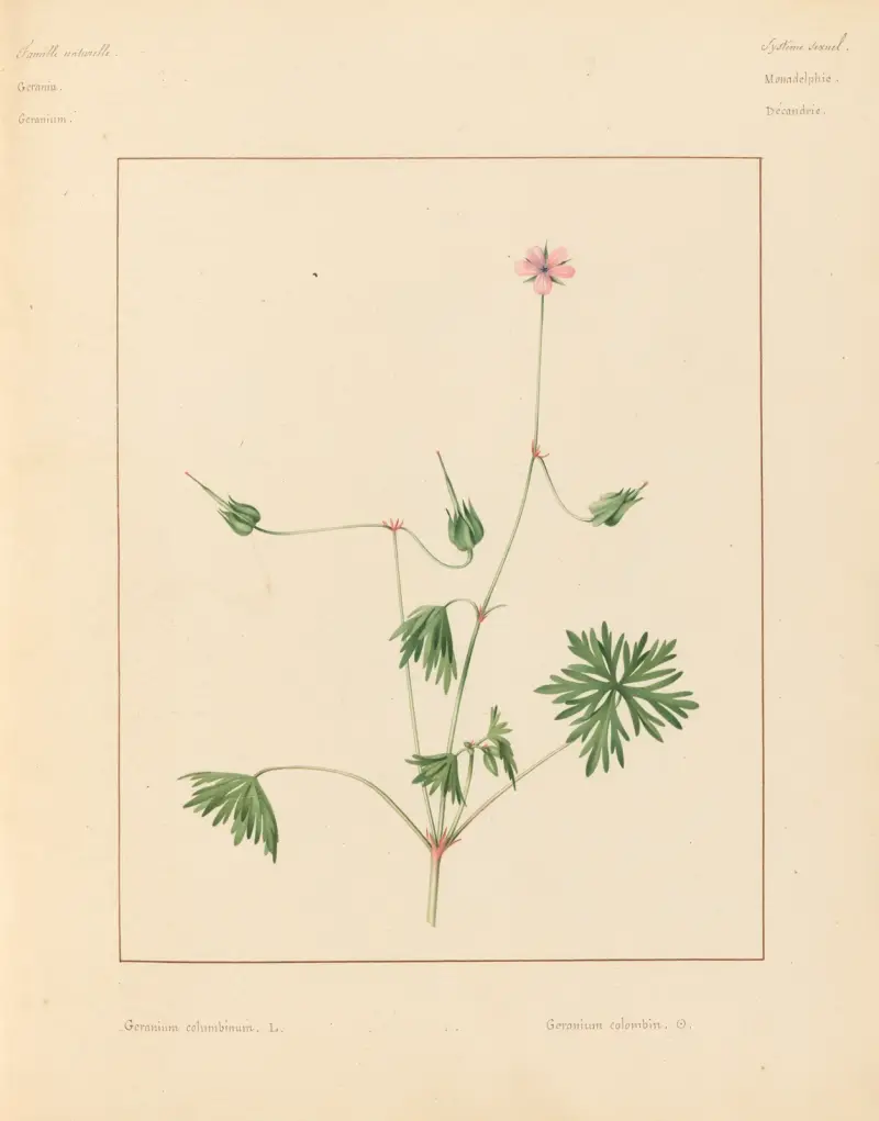 Plantes des environs de Paris Pl.032 av Pierre Jean François Turpin
