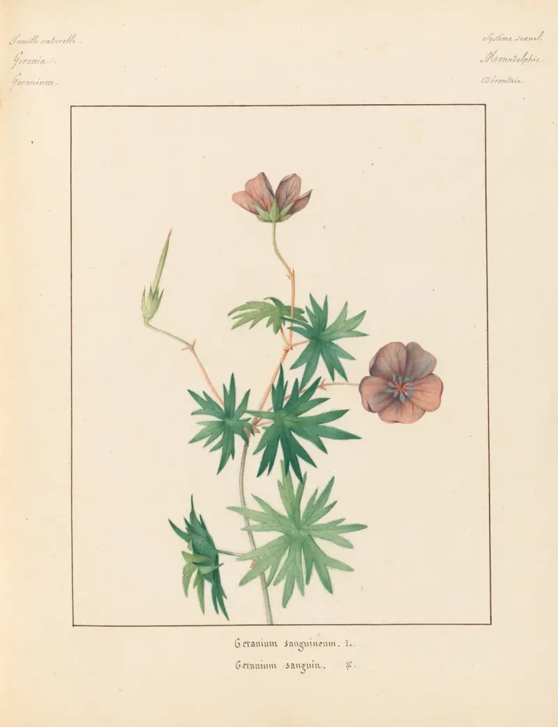 Plantes des environs de Paris Pl.033 av Pierre Jean François Turpin