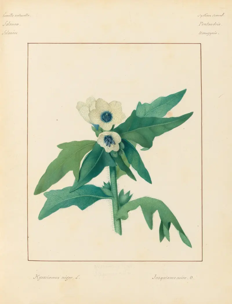 Plantes des environs de Paris Pl.037 av Pierre Jean François Turpin