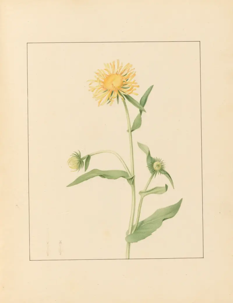 Plantes des environs de Paris Pl.039 av Pierre Jean François Turpin