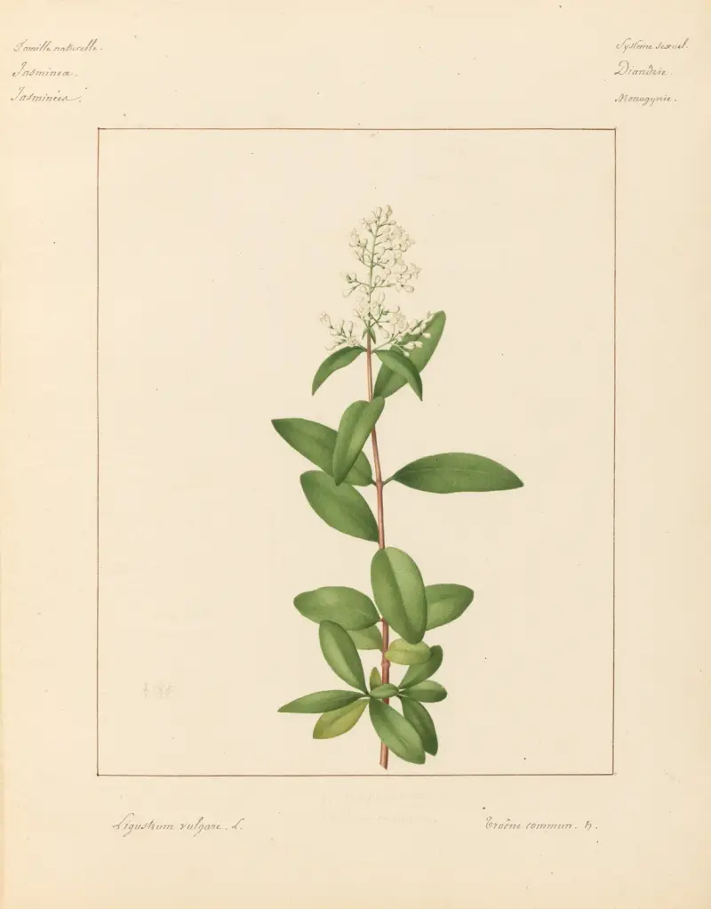 Plantes des environs de Paris Pl.044 av Pierre Jean François Turpin