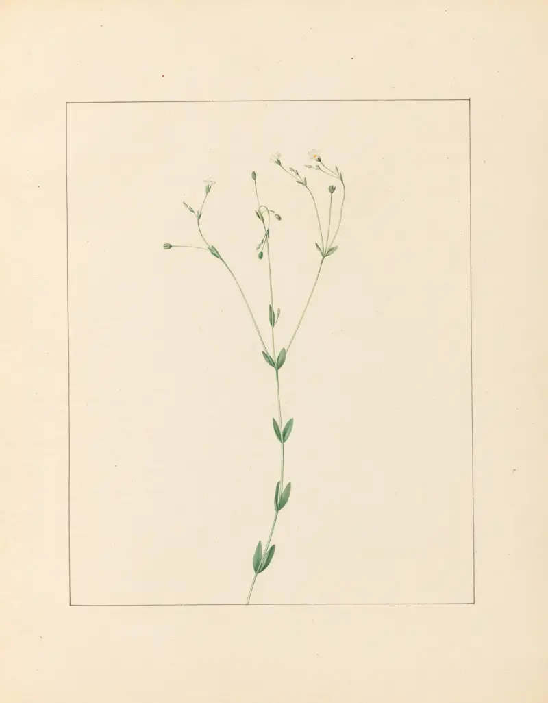 Plantes des environs de Paris Pl.045 av Pierre Jean François Turpin
