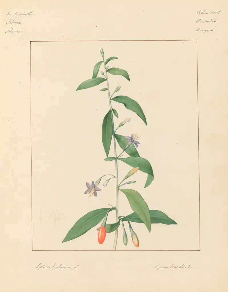 Plantes des environs de Paris Pl.046 av Pierre Jean François Turpin