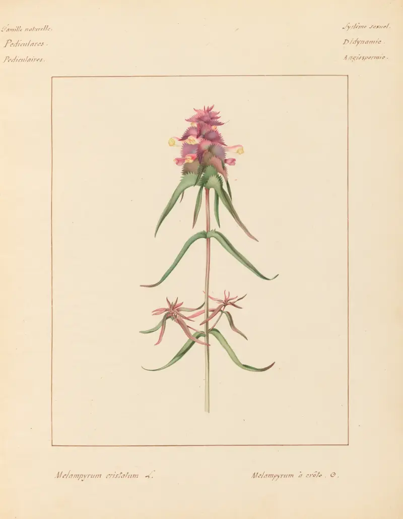 Plantes des environs de Paris Pl.047 av Pierre Jean François Turpin