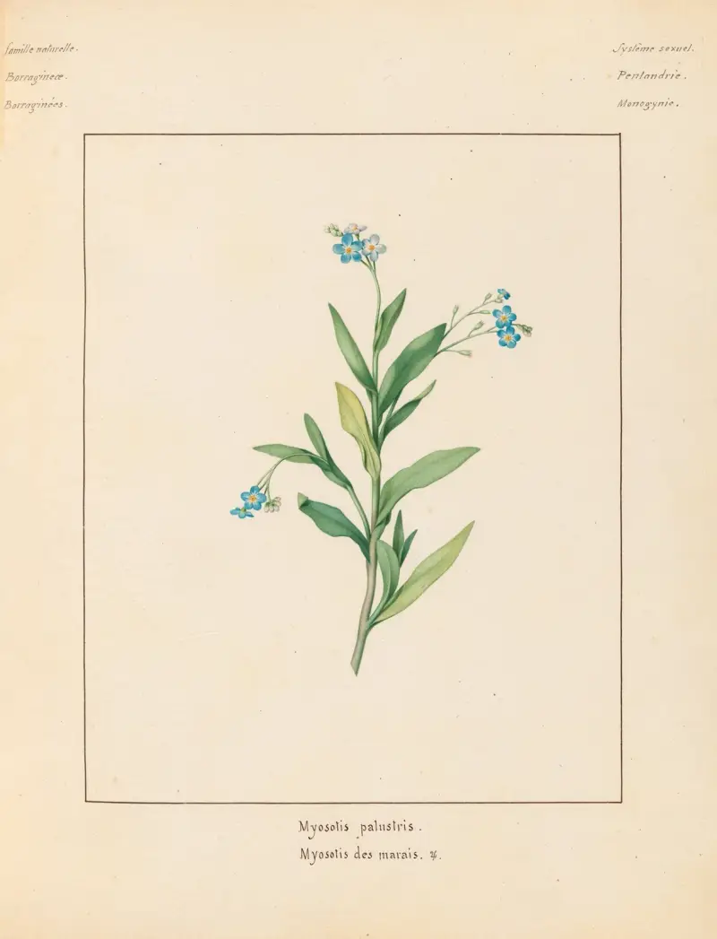 Pflanzen aus der Umgebung von Paris, Tafel 049 von Pierre Jean François Turpin