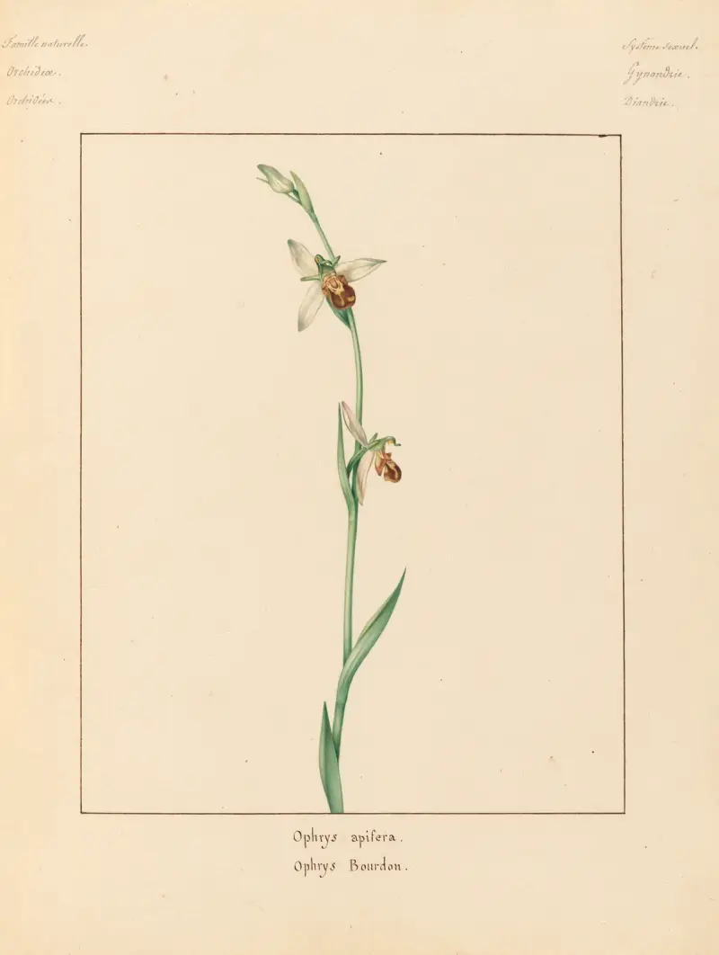 Plantes des environs de Paris Pl.054 av Pierre Jean François Turpin