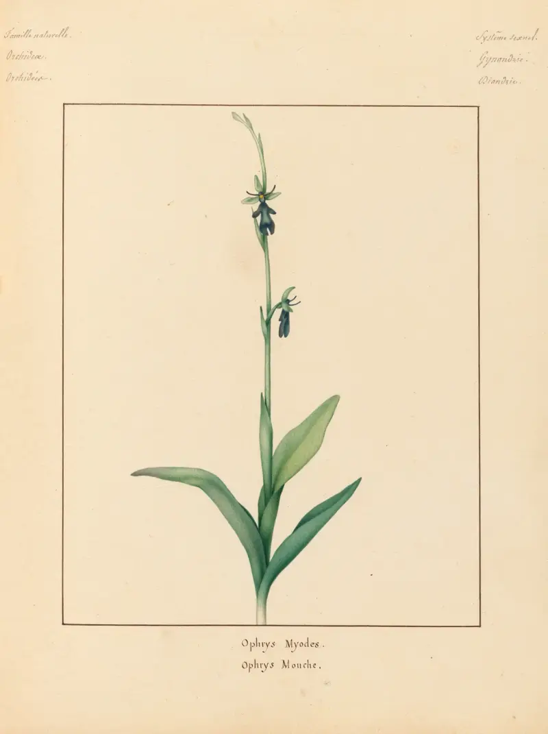 Plantes des environs de Paris Pl.056 av Pierre Jean François Turpin