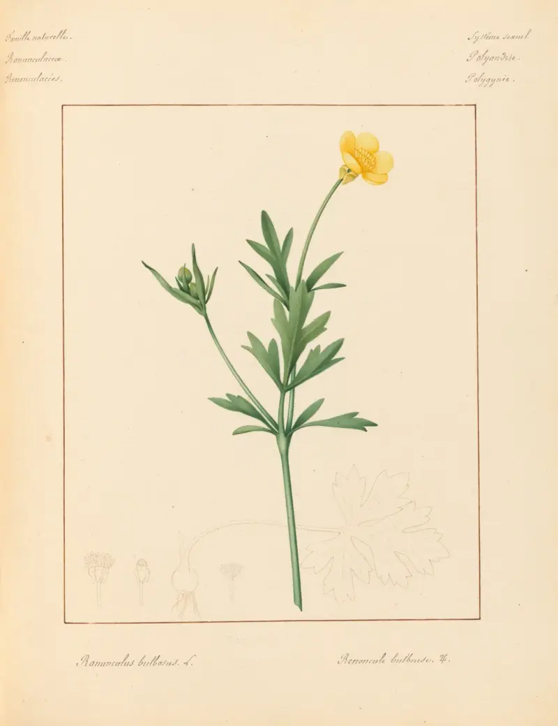 Plantes des environs de Paris Pl.078 av Pierre Jean François Turpin