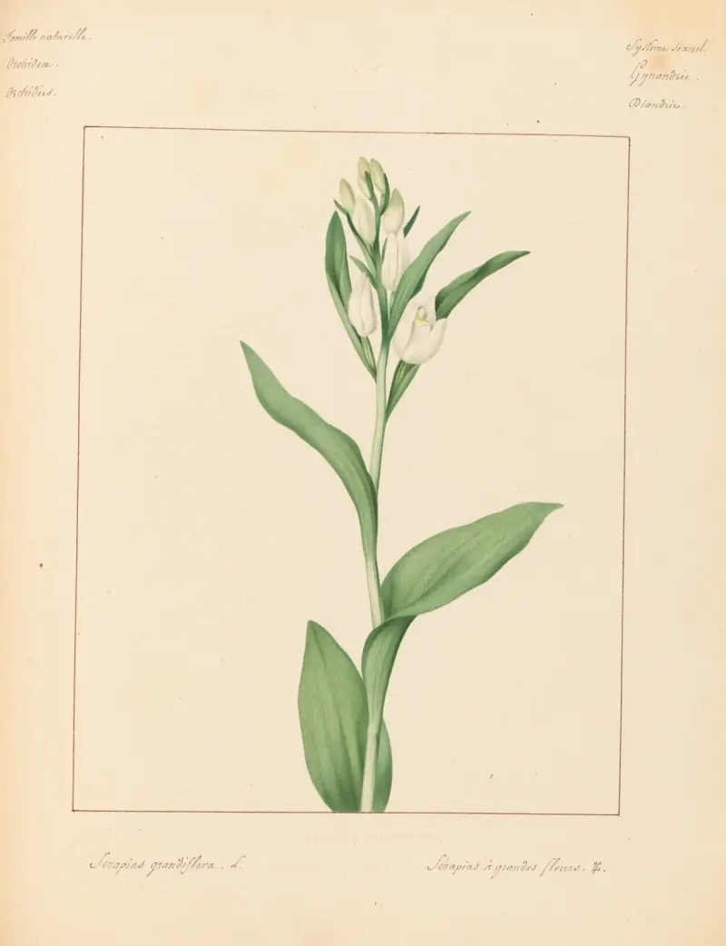 Plantes des environs de Paris Pl.088 av Pierre Jean François Turpin