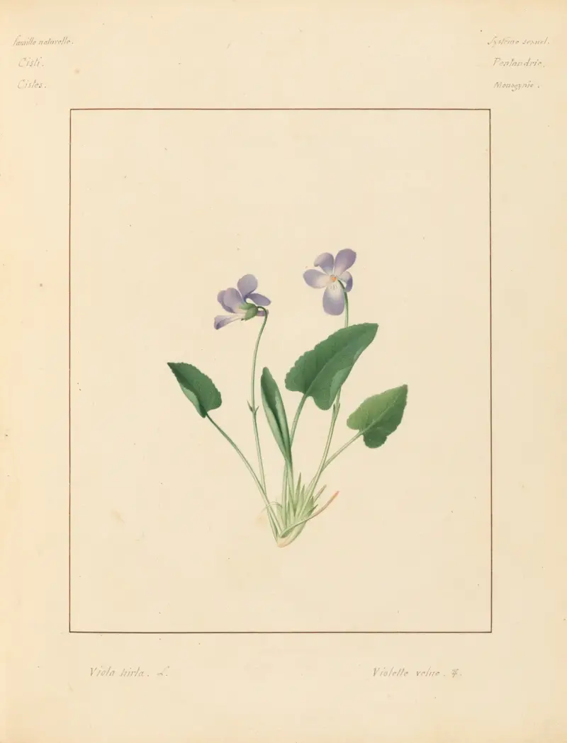 Plantes des environs de Paris Pl.100 av Pierre Jean François Turpin