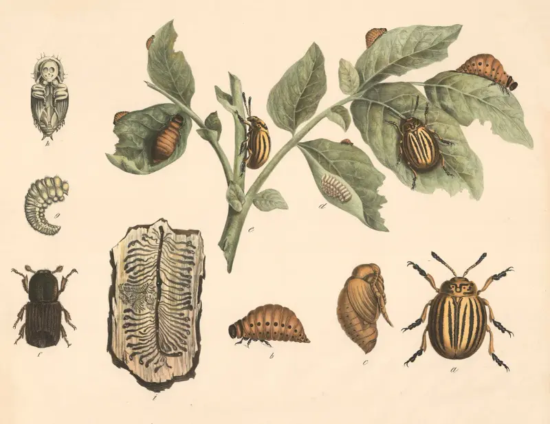 a. Coloradoskalbagge (Doryphora decemlineata). b. Dess larv. c. Puppa. d. Ägg. e. Potatisplanta med ägg, larv och skalbagge. f. Granbarkborre (Bostrichus typographus). g. Larv, h. Puppa. i. Barkstycke med huvud- och larvgångar av Franz Engleder