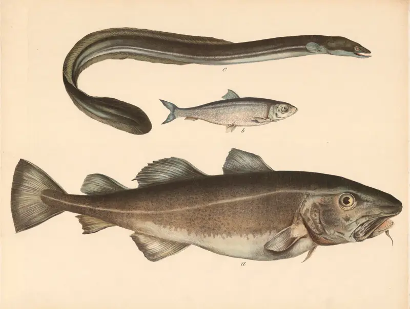 A Der Kabeljau (Gadus morrhua) b Der Häring (Clupea harengus) c Der Aal (anguilla fluviatilis) av Franz Engleder