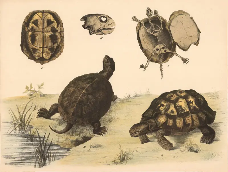 A Europäische Sumpfschilkröte (Emys europaea) b Griechische Schilkröte (Testudo Graeca). av Franz Engleder