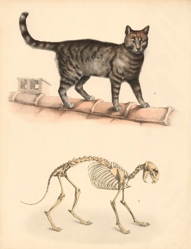 A) Hauskatze (Felis domesticus) b) Skelett derselben av Franz Engleder