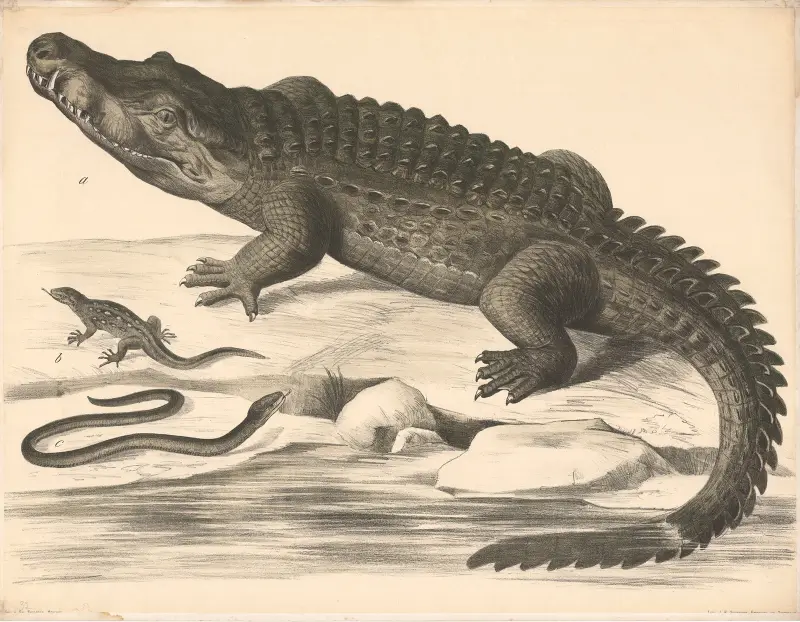 A Kokodil (Crocodilus vulgaris) b Eidechse (Lacerta agilis) c Blindschleiche (Anguis fragilis) av Franz Engleder