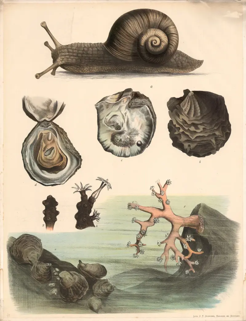A. Weinbergschnecke (Helix pomatia). b. Echte Perlmuschel (Meleagrina margaritifera). Aussenseite. c. Innenseite derselben. d. Auster (Ostrea edulis) geöffnet. e. Rote Edelkoralle (Corallinm rubrun). f. Edelkoralle mit geschlossenen Warzen nach dem Zurücktreten der Polypen. g. Teil eines Stockes der Edelkoralle mit einem ganz und zwei teilweise entfalteten Tieren von Aussen, e. Desselbe im Durchschnitt. Kohlweissling (Pieris brassicae) stark vergrössert. f. Schmetterling, g. Raupe, h. Pupppe. av Franz Engleder
