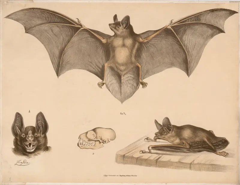 Nietoperz, 1860, Franz Engleder