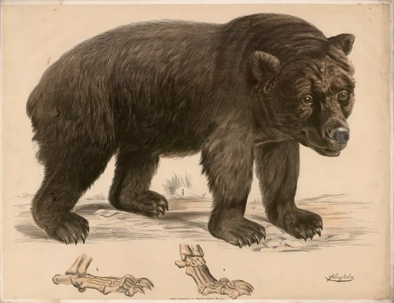 Brauner Bär (Ursus arctos) und seine Fussskelett av Franz Engleder