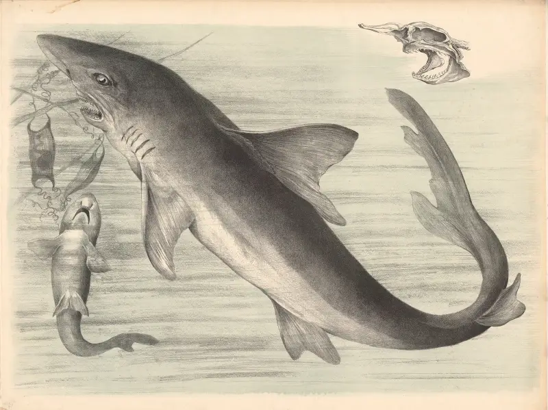 Žralok (Carcharias vulgaris), Franz Engleder