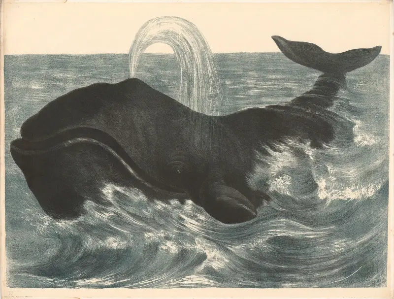 Der Walfisch (Balaena mysticetus) von Franz Engleder