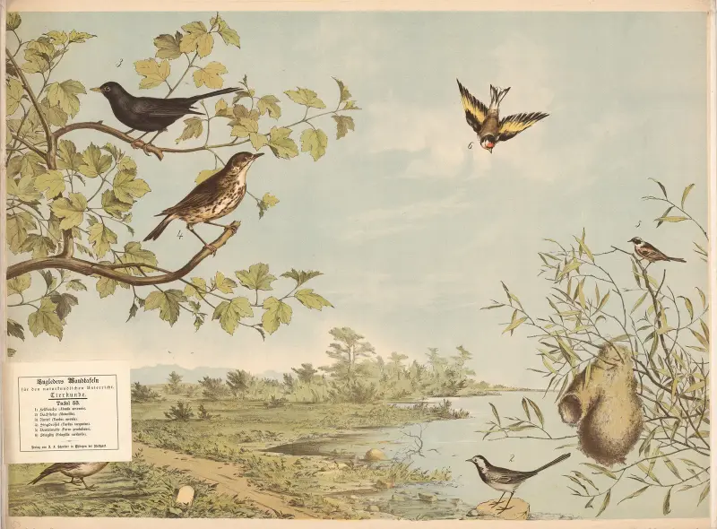 ) Feldlerche .(Alauda arvensis). ) Bachstelze (Mota-cilla). ) Umfel (Turdus merula). ) Singdrossel (Turdus torquatus). ) Beutelmeise (Parus pendulinus). ) Stieglitz (Fringilla carduelis) av Franz Engleder
