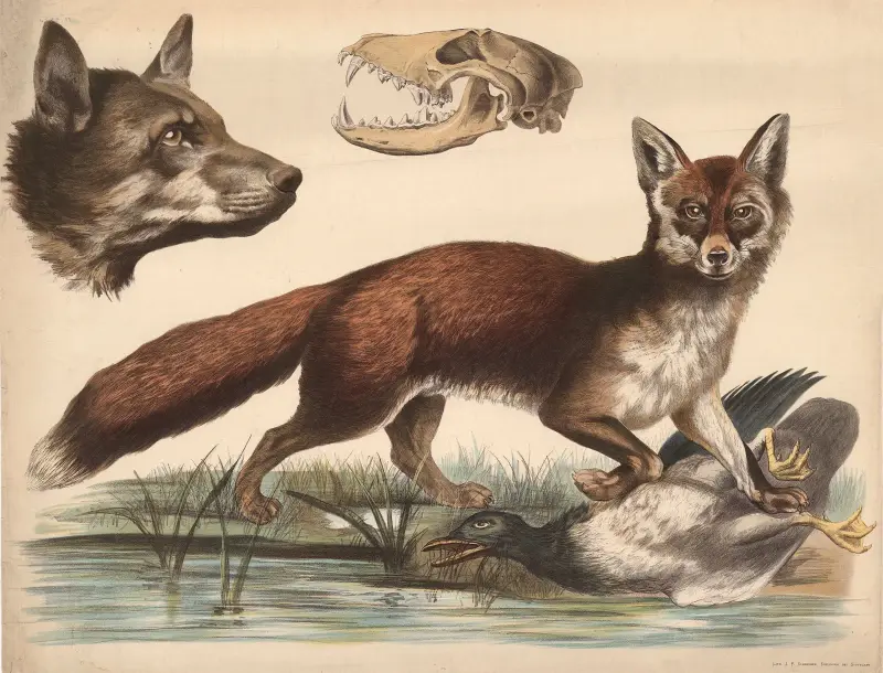 Fuchs von Franz Engleder