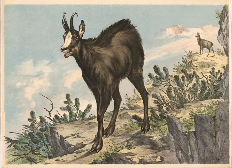 Gämse (Capella rupicapra) von Franz Engleder