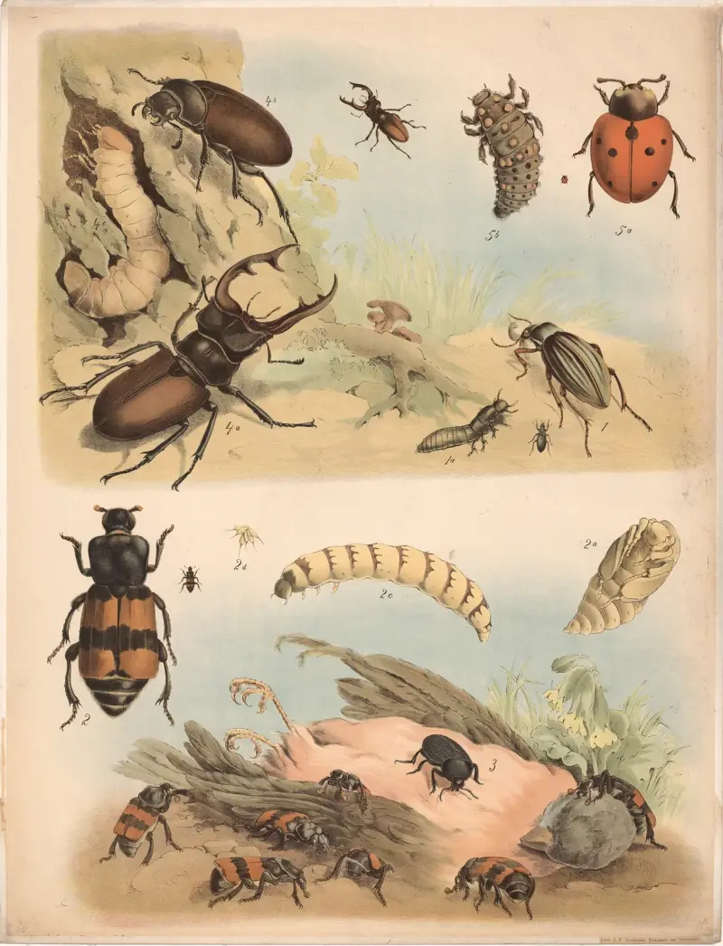 Goldlaufkäfer Totengräber Aaskäfer a Hirschkäfer Männchen b Weibchen c Larve. av Franz Engleder