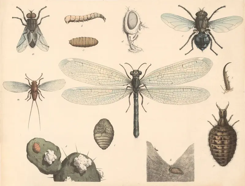 Housefly, blowfly, antlion, cochineal av Franz Engleder