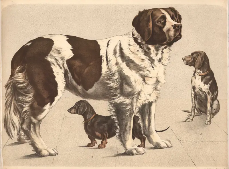 Hund (Canis familiaris) ) Bernhardiner ) Dachshund ) Hühnerhund av Franz Engleder