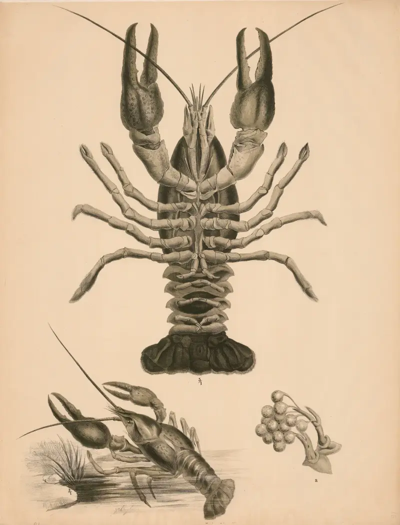 Rak (Astacus fluviatilis), Franz Engleder