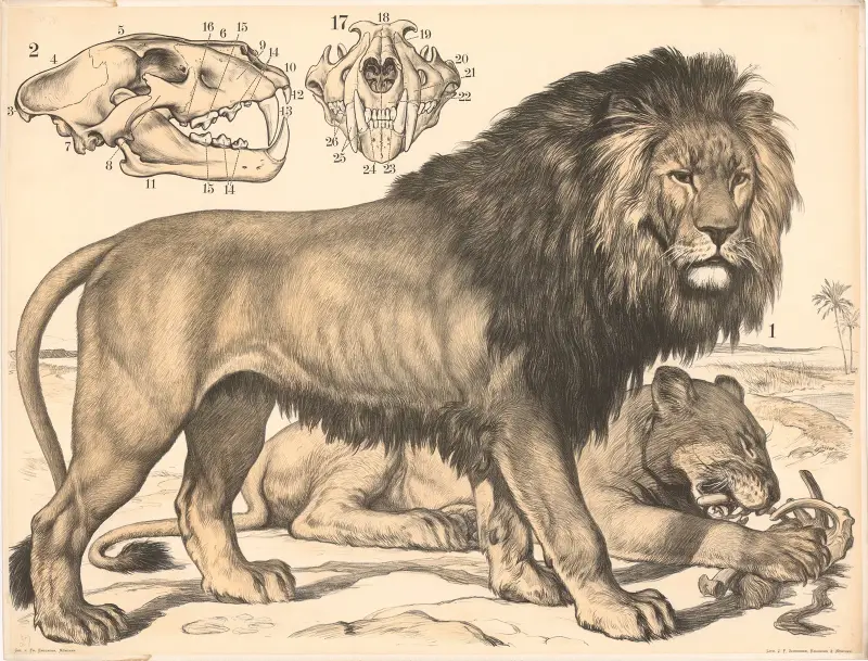 Lev (Felis leo), Franz Engleder