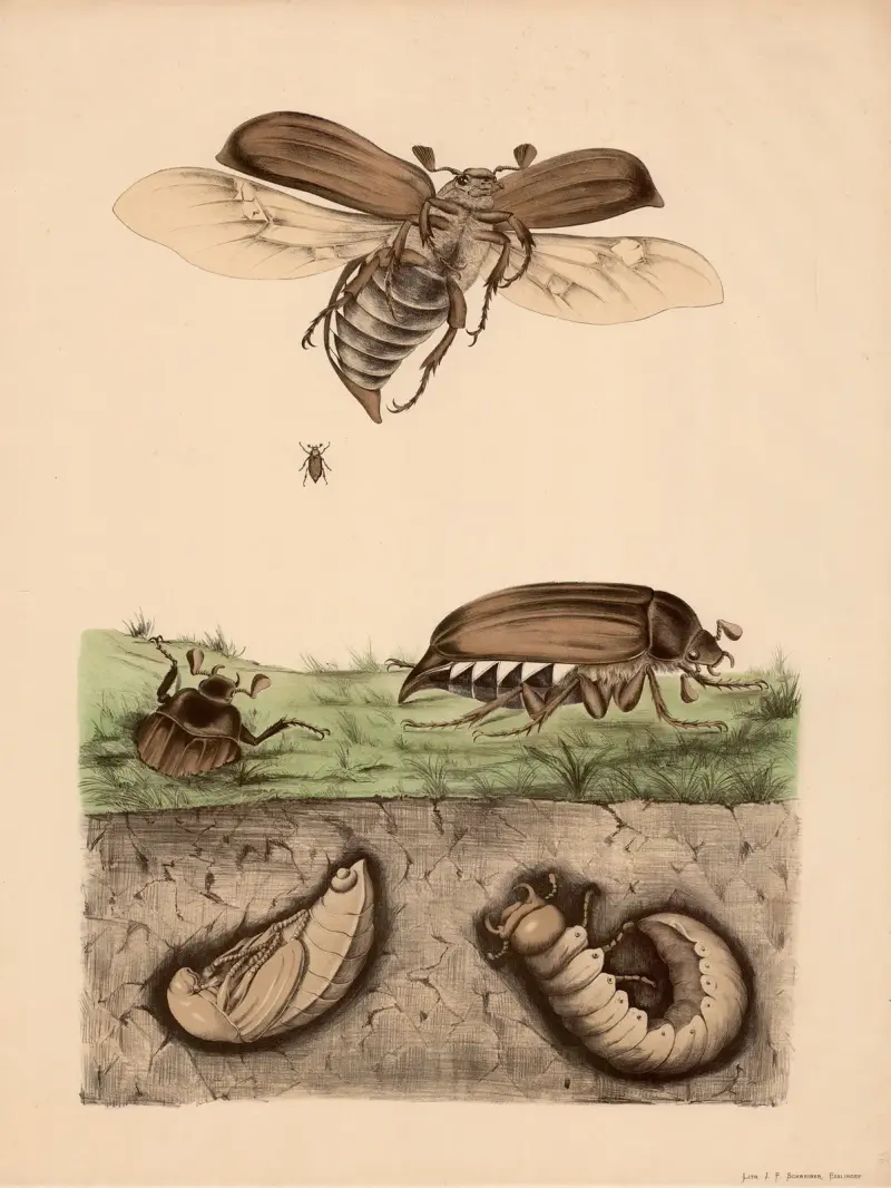 Maikäfer (Melolontha vulgaris) und seine Verwandlung av Franz Engleder