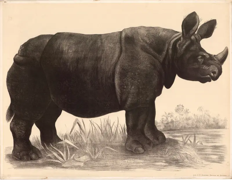 Nosorožec (Rhinoceros indicus), Franz Engleder