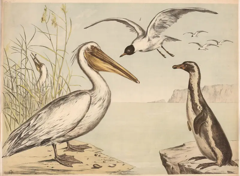 Pelikan, mewa, pingwin, Franz Engleder