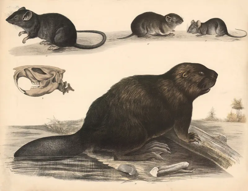 Rat, field mouse, house mouse, beaver av Franz Engleder