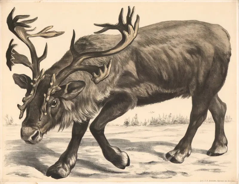 Ren (Tarandus rangifer), Franz Engleder