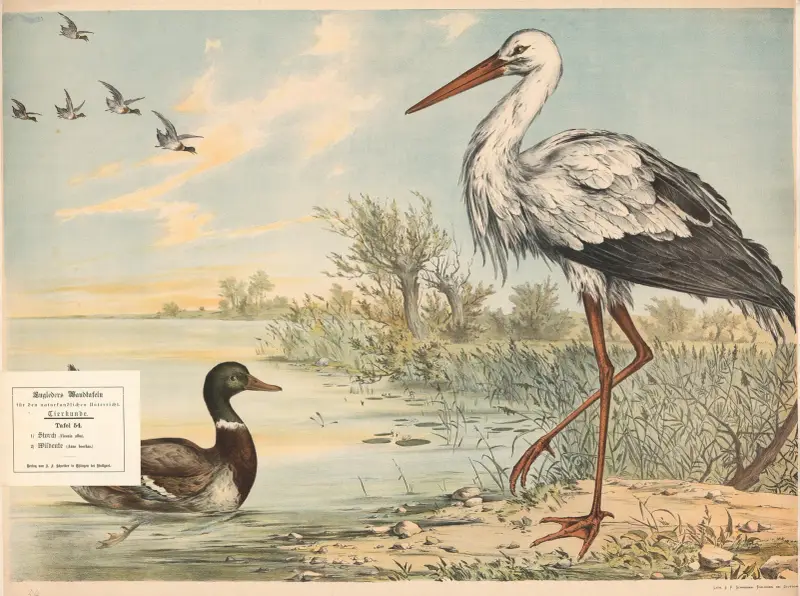 Čáp (Ciconia alba) a divoká kachna (Anas boschas), Franz Engleder