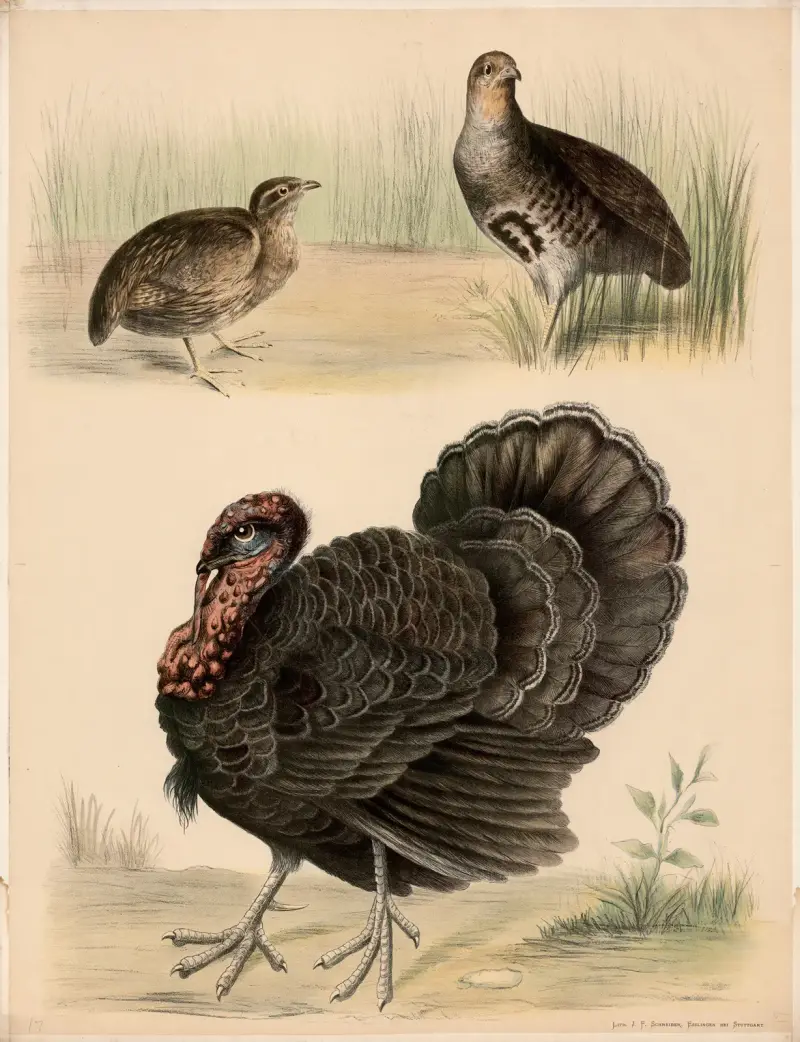 Wachtel, (Coturnix communis) Rebhuhn, (Perdrix cinerea) Truthahn, (Meleagris gallopavo) av Franz Engleder