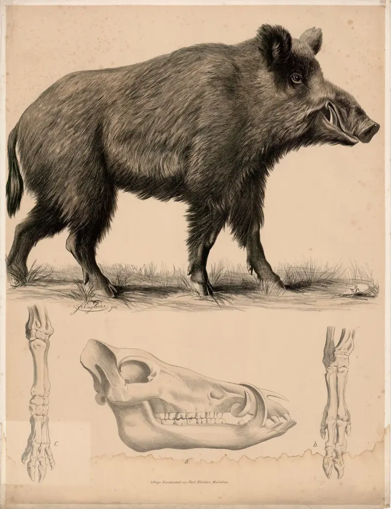 Wil-schwein (Sus scrofa) a Schädel, b vorderes Fussskelett, c hinteres Fussskelett. av Franz Engleder