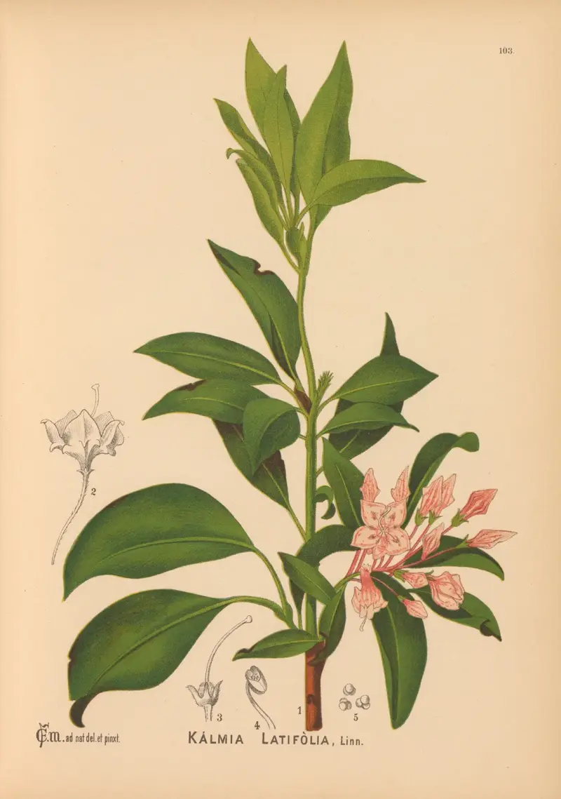 Léčivé rostliny Pl. 034, Charles Frederick Millspaugh