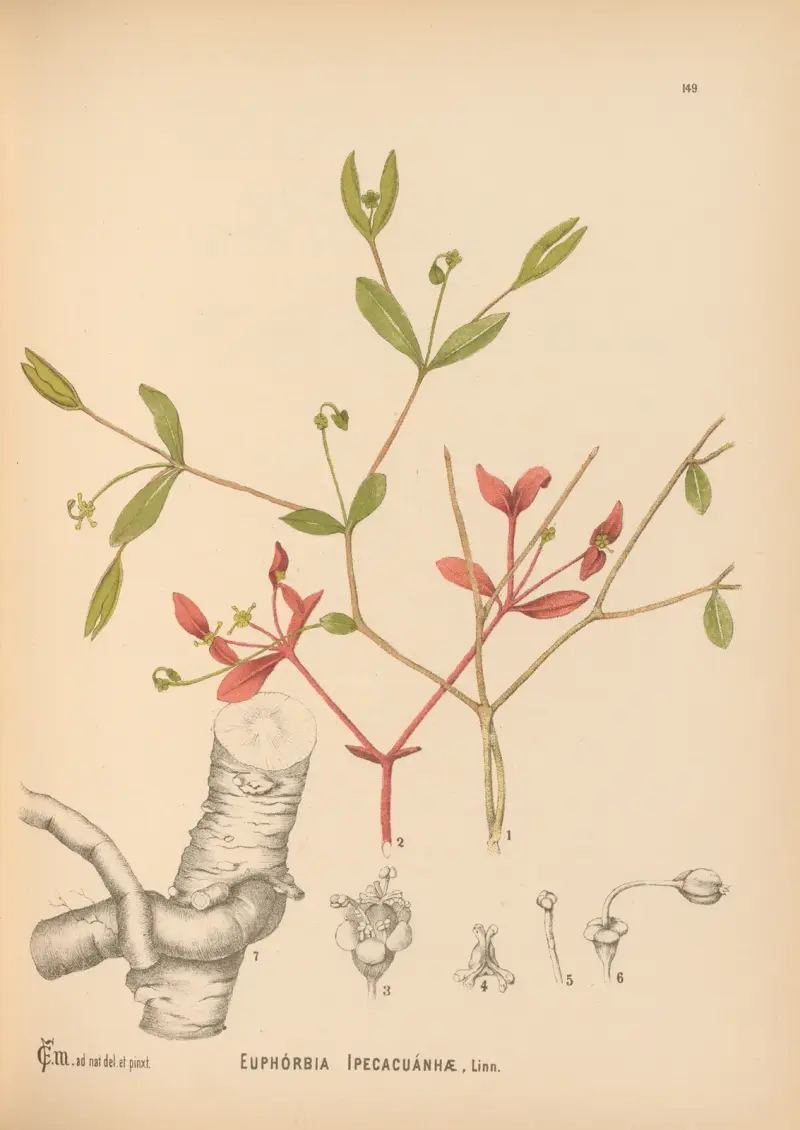 Medicinal Plants Pl.046 av Charles Frederick Millspaugh