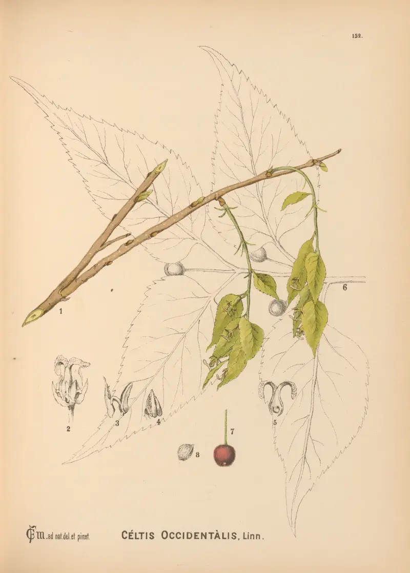 Medizinische Pflanzen, Taf. 049 von Charles Frederick Millspaugh