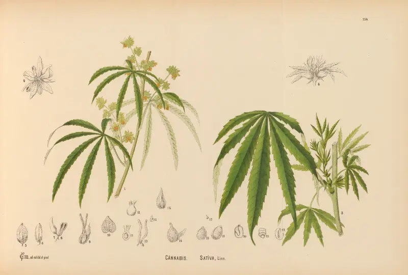 Medicinal Plants Pl.051 av Charles Frederick Millspaugh