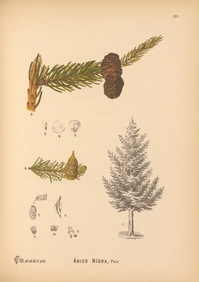Medicinal Plants Pl.061 av Charles Frederick Millspaugh