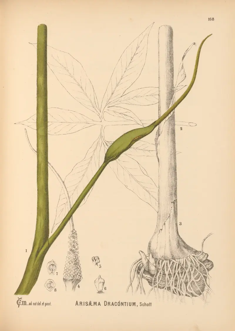 Medicinal Plants Pl.067 av Charles Frederick Millspaugh