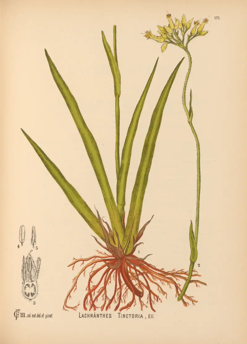 Medizinalpflanzen Pl. 070 von Charles Frederick Millspaugh